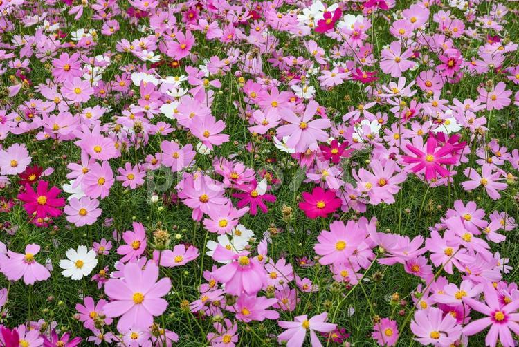 コスモス　俯瞰 コスモス,秋桜,コスモス園の写真素材