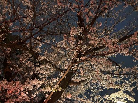 夜桜 夜桜の写真