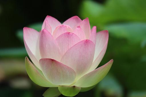 Photo, beautiful, pink, petal, 