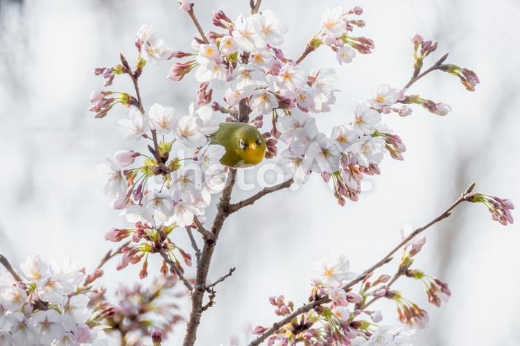 メジロと桜の花 メジロ,桜,春の写真素材