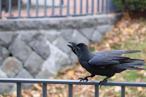 カラス 鳥,野鳥,野生の写真素材