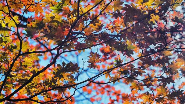 榛名山の紅葉 紅葉,アウトドア,登山の写真素材