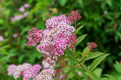 シモツケの可憐なピンクの花房 シモツケの可憐なピンクの花房の写真