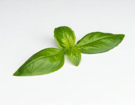 物撮り バジル 1 物撮り バジル 1の写真