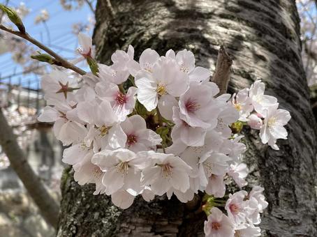 桜の花 春,自然,さくらの写真素材