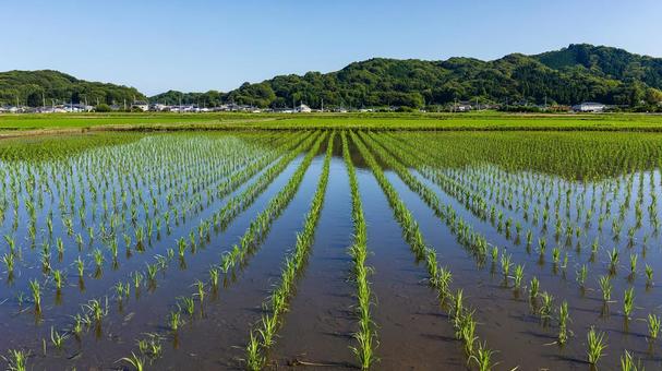 青い空と山々を映す、水が張られた田んぼ 青い空と山々を映す、水が張られた田んぼの写真