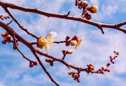 本庄運動公園 梅の花4ー69 本庄運動公園 梅の花4ー69の写真