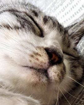 お眠りになられるサバ白猫様のアップ お眠りになられるサバ白猫様のアップ 猫,可愛い,サバシロの写真素材