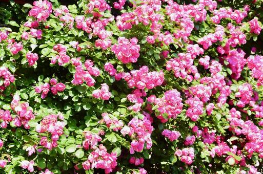 たくさんのピンクのバラの写真