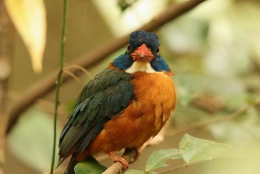 Photo, raggiana bird-of-paradise (paradisaea raggiana), emerald, wild bird, 