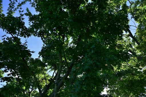 夏の木漏れ日 夏の木漏れ日の写真