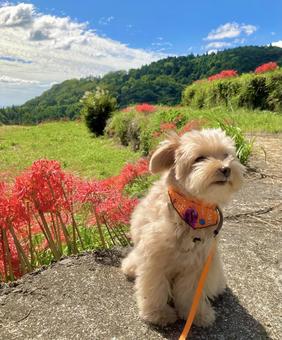 彼岸花と犬 彼岸花と犬 彼岸花,秋,自然の写真素材