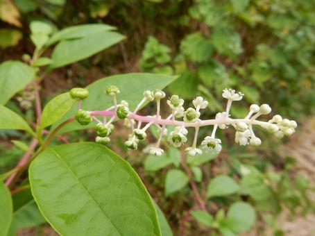【植物写真】ヨウシュヤマゴボウ 【植物写真】ヨウシュヤマゴボウの写真