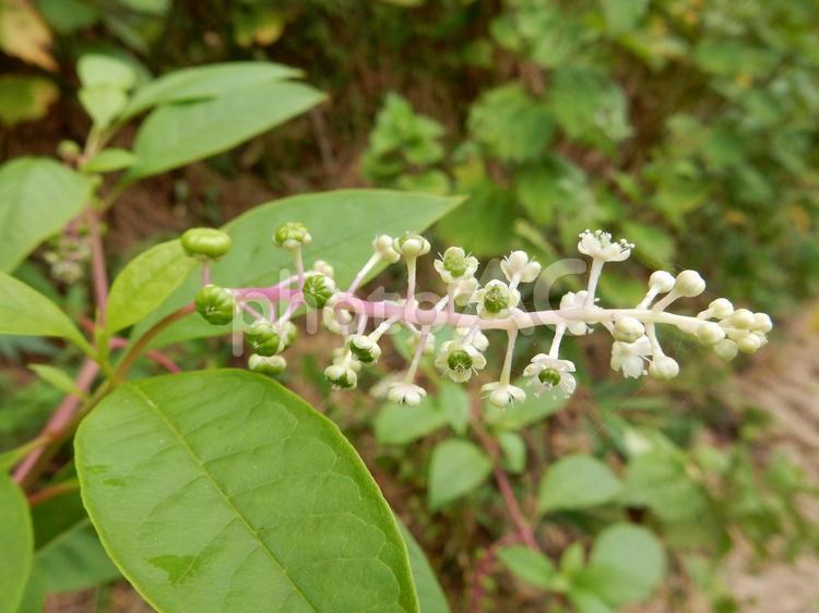 【植物写真】ヨウシュヤマゴボウ ヨウシュヤマゴボウ,洋種山牛蒡,植物の写真素材