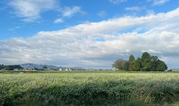 近江の風景(一面の蕎麦畑) 近江の風景(一面の蕎麦畑) 蕎麦,蕎麦の花,蕎麦畑の写真素材