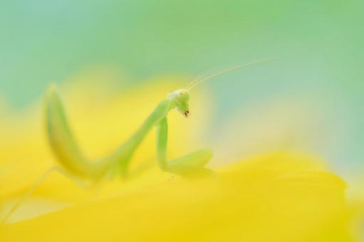 向日葵上の小さなカマキリソフトフォーカス 向日葵上の小さなカマキリソフトフォーカスの写真
