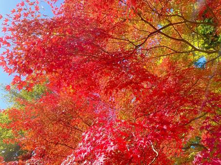 鮮やかな秋の紅葉 鮮やかな秋の紅葉 紅葉,秋,モミジの写真素材