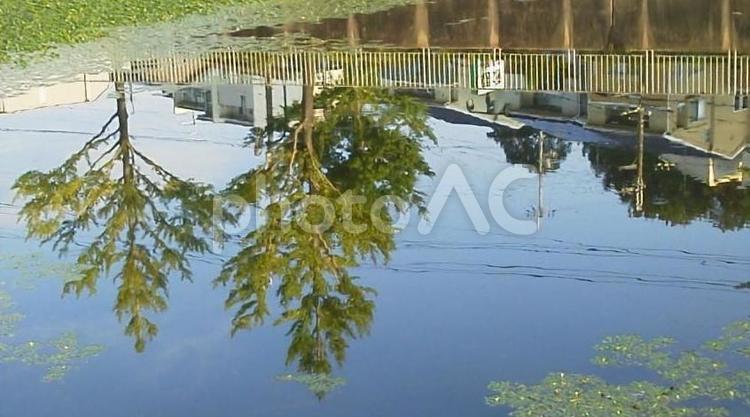 逆さの風景 水域,木,屋外での写真素材