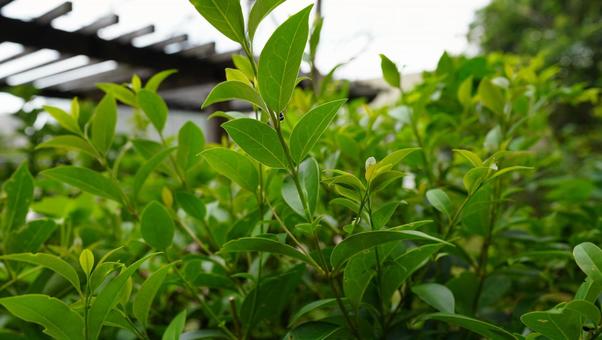 庭の植物と蟻の写真