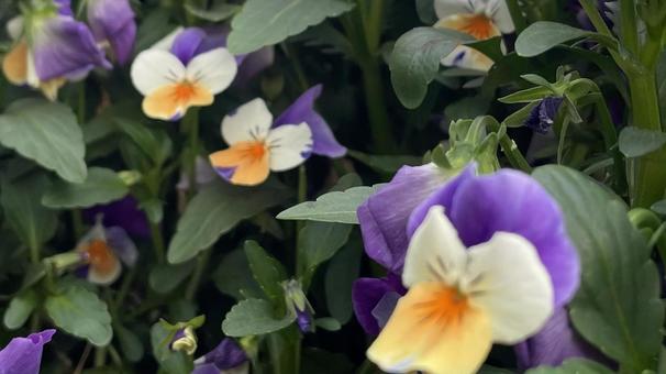 大仙公園横のガーデニング⑧ パンジー,ビオラ,フラワーの写真素材