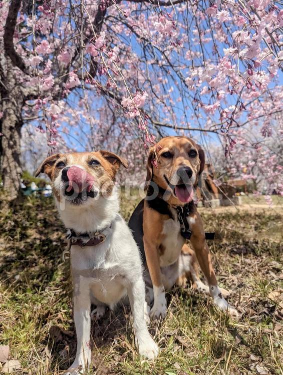桜の花びら何か美味しそう♡ ジャックラッセルテリア,ビーグル,小型犬の写真素材
