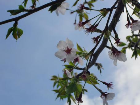 桜-14の写真