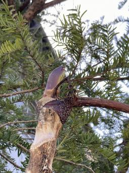 タラの芽_20250405_01 タラの芽,タラの木,新芽の写真素材