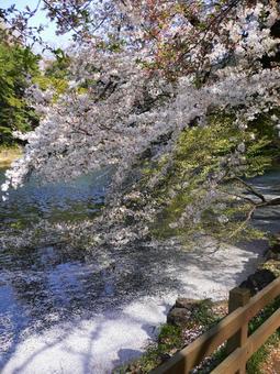 水面に浮かぶ桜の花びら 水面に浮かぶ桜の花びらの写真
