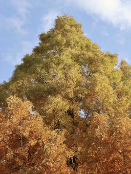 木 大きい,木,葉っぱの写真素材