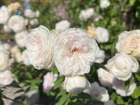 花 花 花,自然,薔薇の写真素材