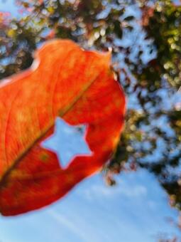 葉っぱ型抜き 葉っぱ,型抜き,星型の写真素材