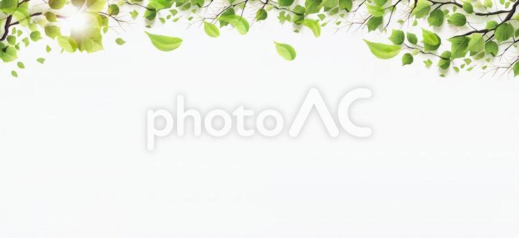 初夏の芽吹き　新緑の葉のフレーム素材 新緑,若葉,木洩れ日の写真素材