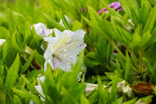 Photo, flower, spring, azalea, 