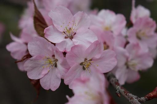 サクラ サクラ ピンク,花,植物の写真素材