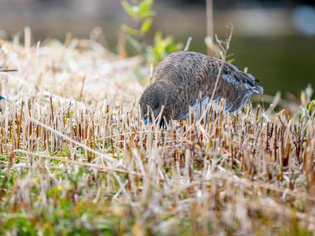 Wigeon duck walking on the ground, JPG