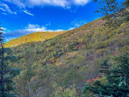 柏原新道の紅葉 紅葉,北アルプス,鹿島槍ヶ岳の写真素材
