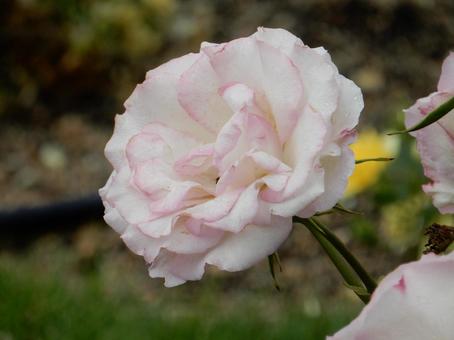 【薔薇の写真】バラの花 【薔薇の写真】バラの花 の写真