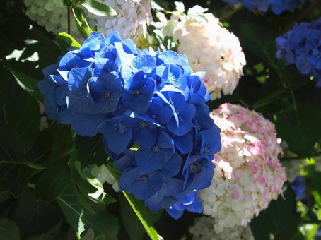 晴れの日の紫陽花 ロイヤルブルー,梅雨の晴れ間,光と影の写真素材