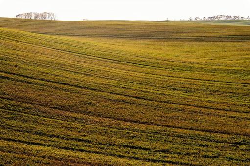 午後の光が畝を照らす別海町の起伏する大地 樹木,起伏,草原の写真素材
