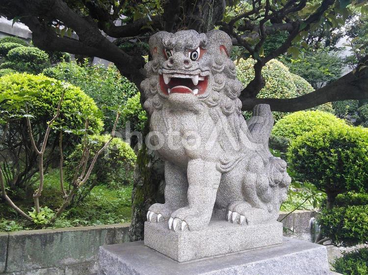 神社の狛犬 神社,狛犬,守護の写真素材