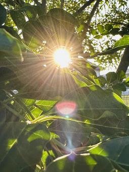 生命の輝き 輝き,光,生命力の写真素材