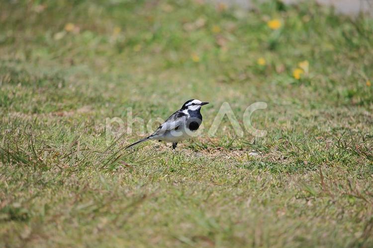 原っぱのハクセキレイ ハクセキレイ,鳥,野鳥の写真素材