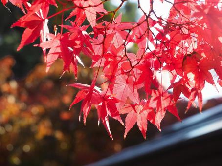 紅葉 紅葉,秋,葉っぱの写真素材
