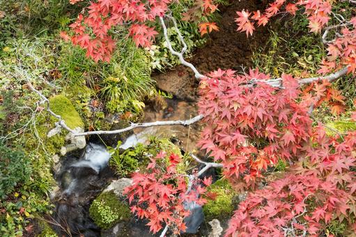 赤く輝くモミジと苔むした岩場の清流 紅葉,モミジ,カエデの写真素材