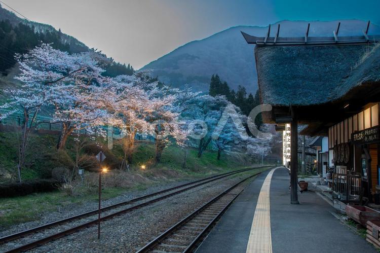 会津湯野上温泉絵駅と桜 桜,サクラ,さくらの写真素材
