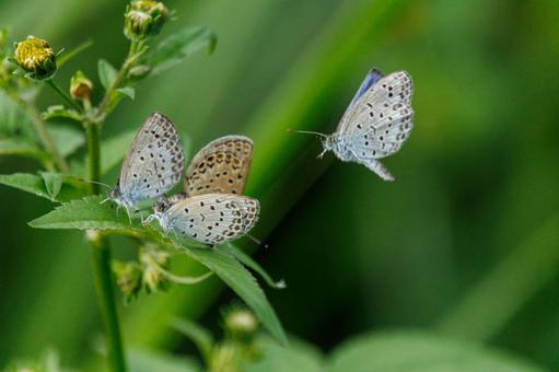 黄色い花にとまるシジミチョウ 黄色い花にとまるシジミチョウ 蝶,昆虫,チョウの写真素材