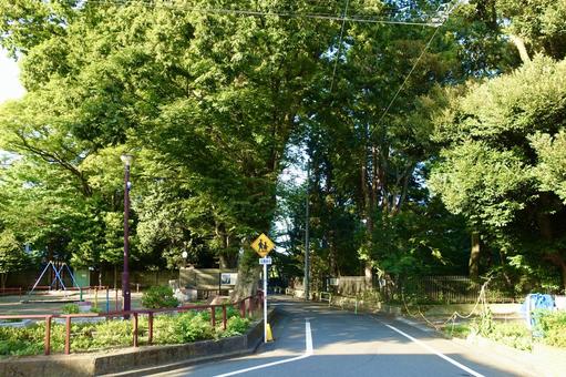 東京都 世田谷区 経堂 長島大榎公園界隈 東京都 世田谷区 経堂 長島大榎公園界隈 長島大榎公園,巨木,経堂五丁目の写真素材