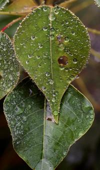 葉っぱについた水滴 葉っぱについた水滴の写真