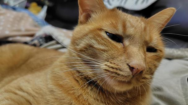 茶トラ 猫,茶トラ,catの写真素材