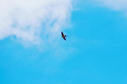 夏空を飛ぶツバメ2 夏空を飛ぶツバメ2 ツバメ,夏空,ブルースカイの写真素材